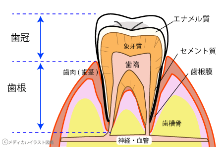 歯周病でお困りなら羽衣歯科クリニック